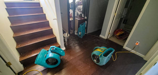 Best Mold removal after water damage  in Hector, MN