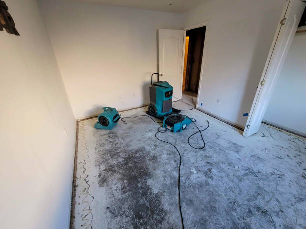 Best Water damage restoration process  in Hector, MN