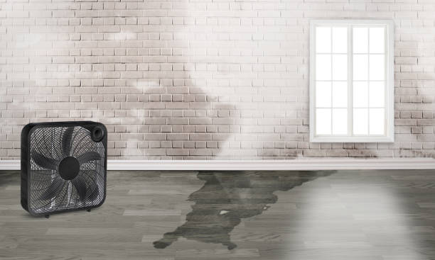 Best 24-hour water damage restoration  in Hector, MN