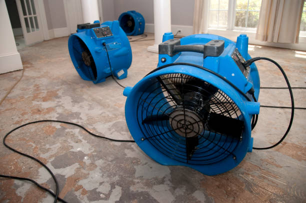 Best Mold removal after water damage  in Hector, MN