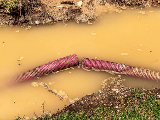 Best Water damage restoration near me  in Hector, MN